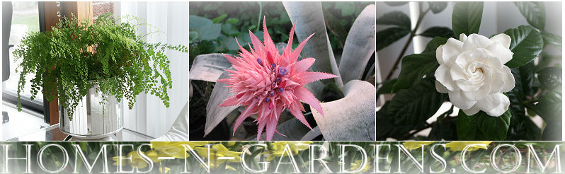 Collection of air-purifying houseplants displayed indoors