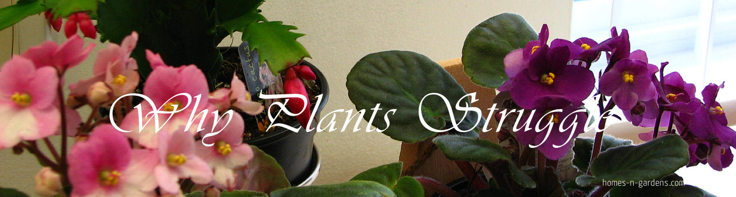 Indoor houseplants struggling due to light and watering issues